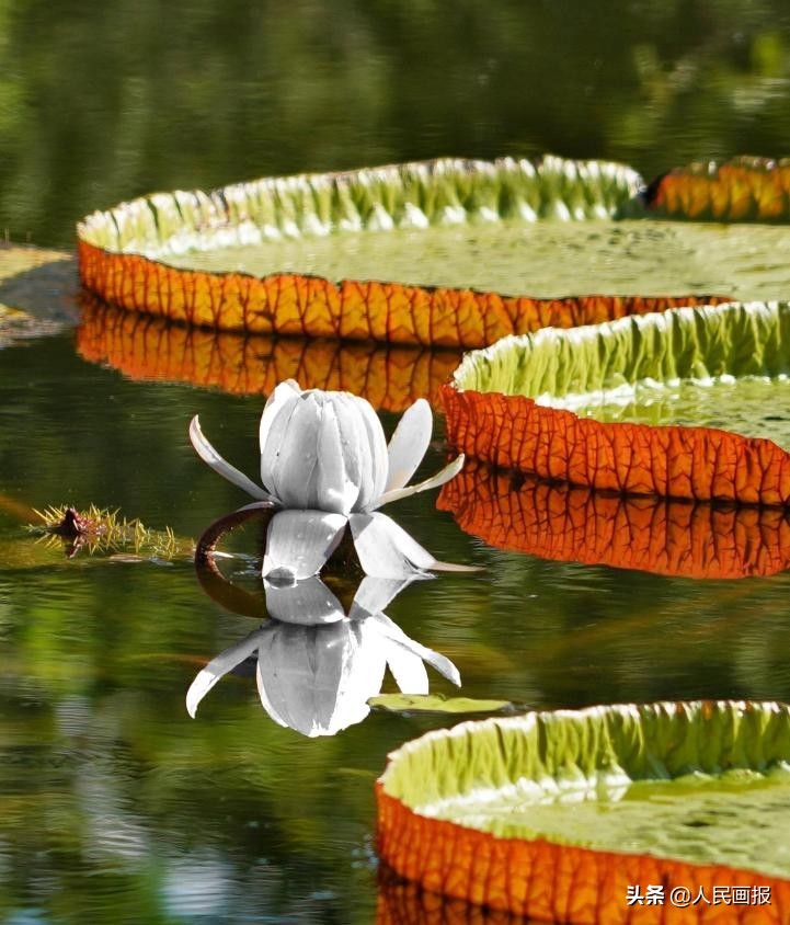 西双版纳中科院热带植物园王莲,在国家植物园畅游自然和古韵
