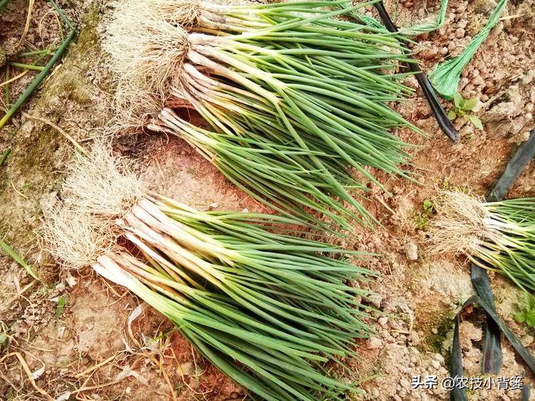 小香葱的种植方法与时间,小香葱播种多久可以采收