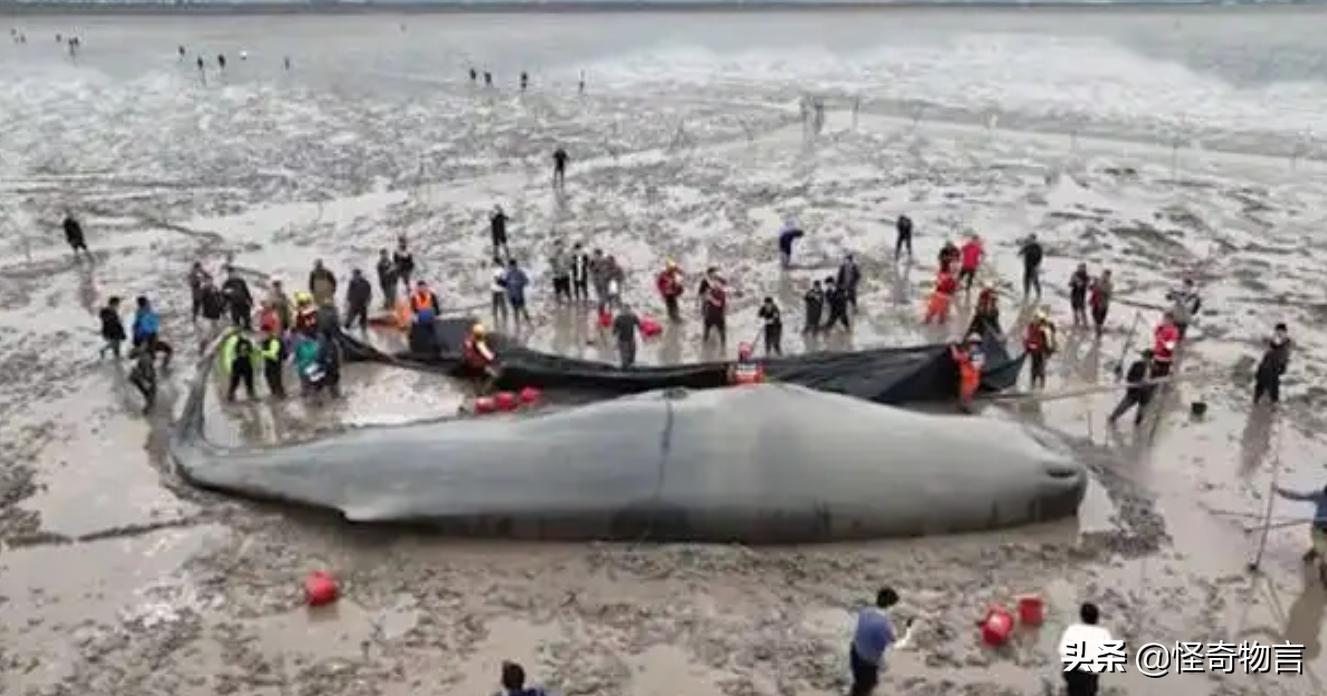 鲸鱼为什么会被赶走,鲸鱼大规模搁浅的原因是什么