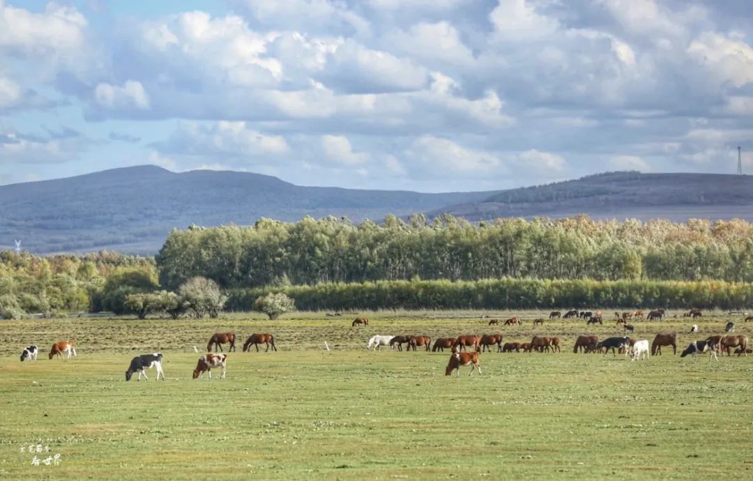 呼伦贝尔特色美食推荐,呼伦贝尔打卡美食