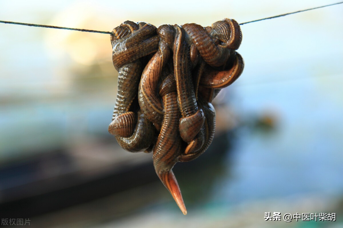 精索静脉曲张中医辨证分析,伤寒论精索静脉曲张