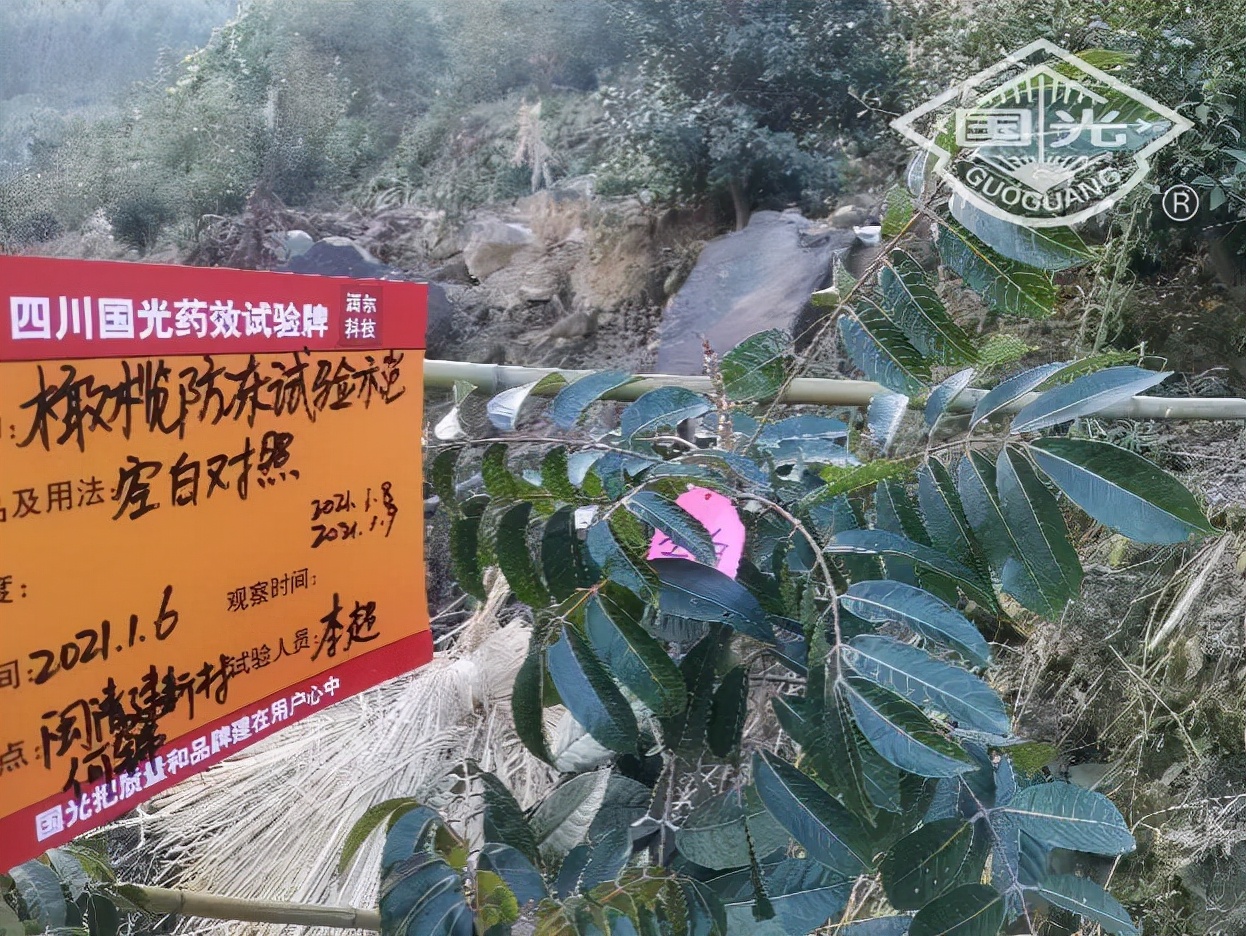 橄榄保暖,橄榄防冻害