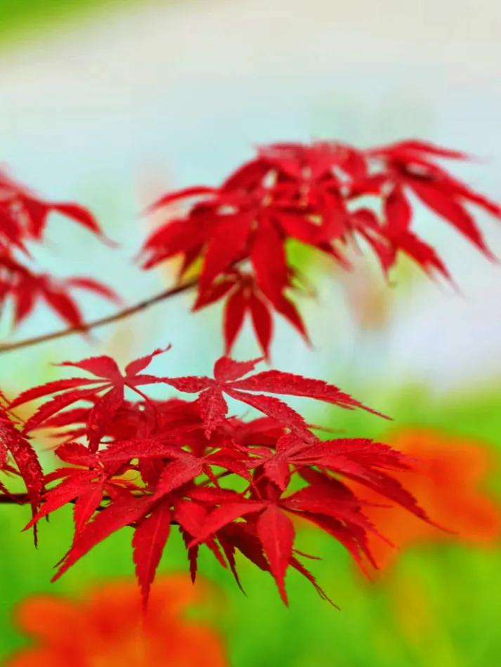 咏冬天（01）李白《北风行》：立志发愤读书，以实现远大抱负