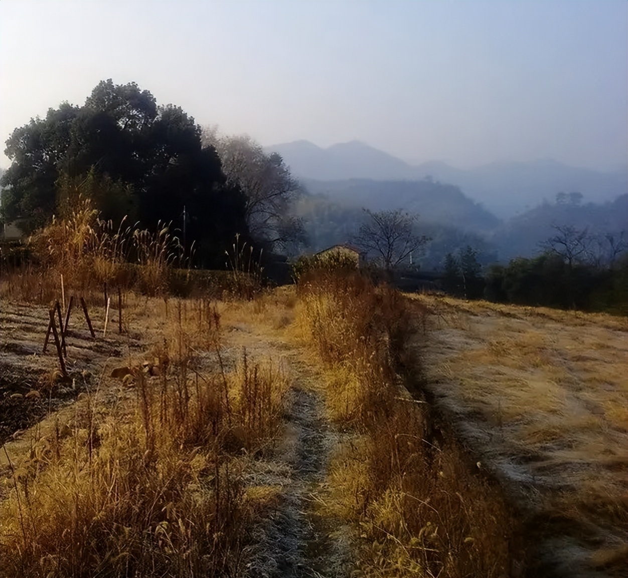 韩大胆原名,韩大胆是什么地方的