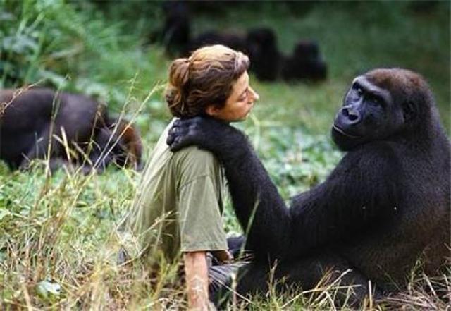 人类进化出野生四肢,人类在进化过程中逐渐退化的器官