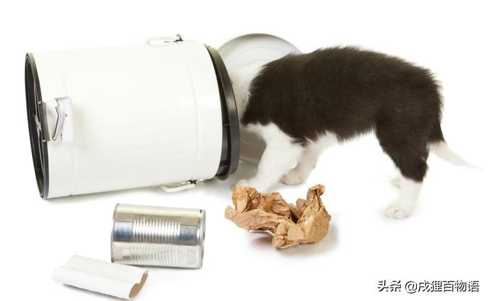 狗狗误食爆炸钩,危险狗狗