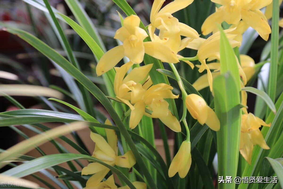 最名贵十种兰花开小蓝花是什么兰,十大名贵兰花你都认识吗