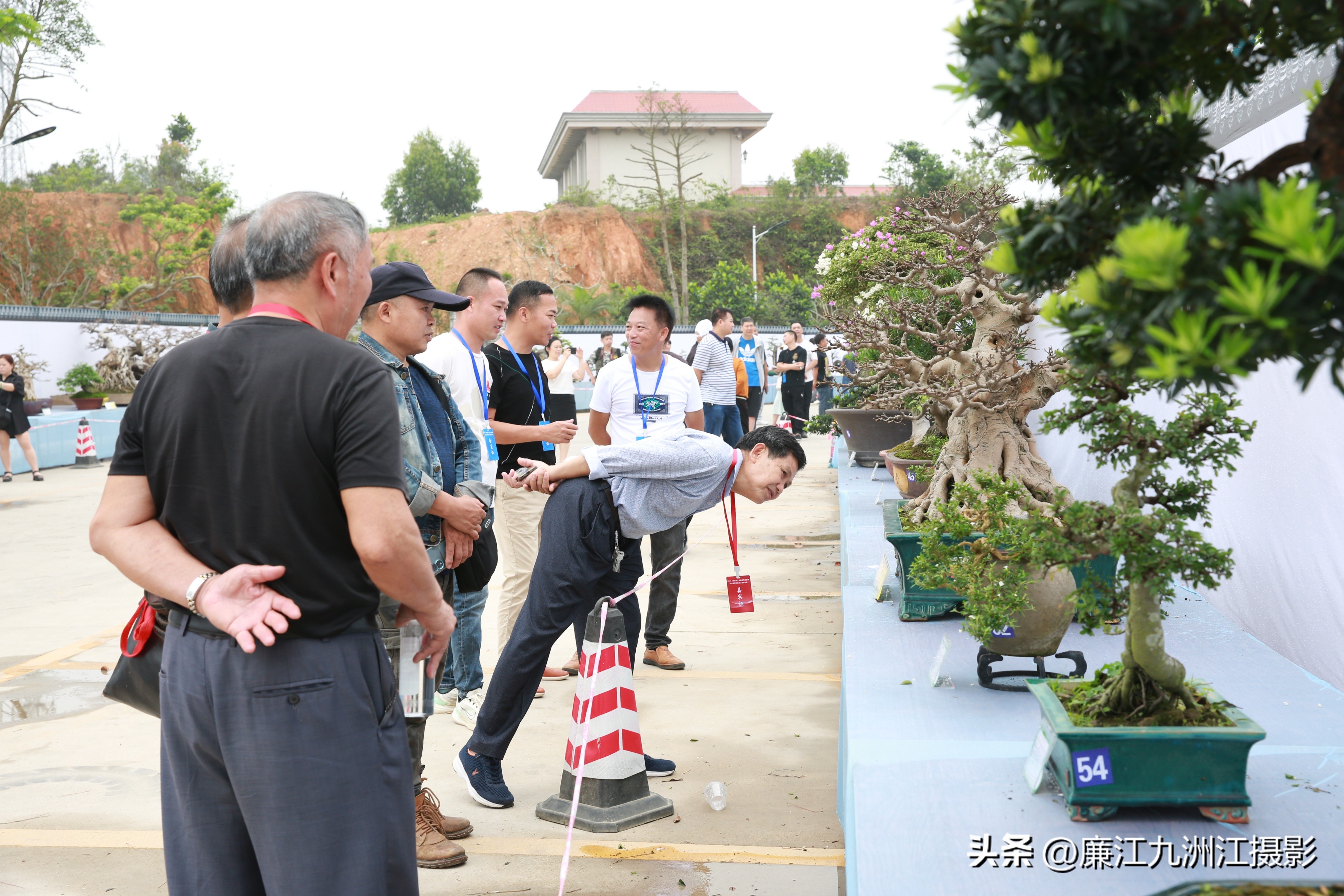 最高端的盆景展,一场惊艳的盆景展