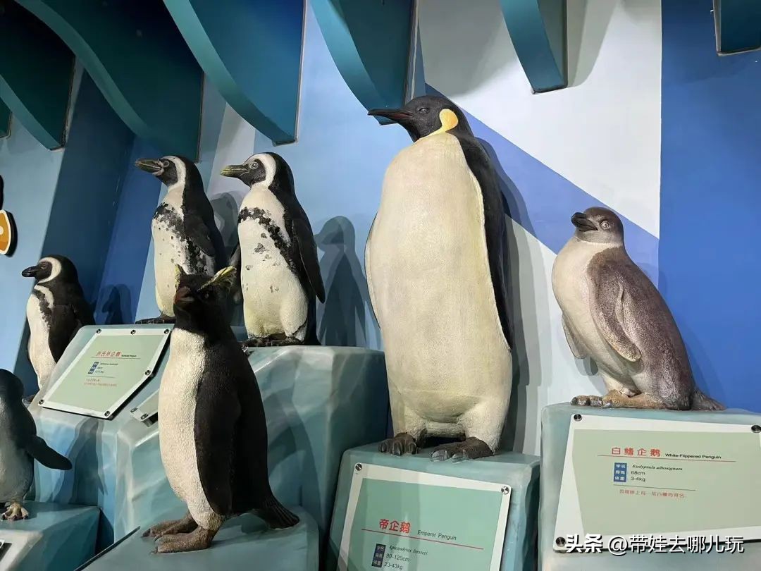 天津海昌极地海洋公园冬天营业吗,天津海昌极地海洋公园游玩攻略