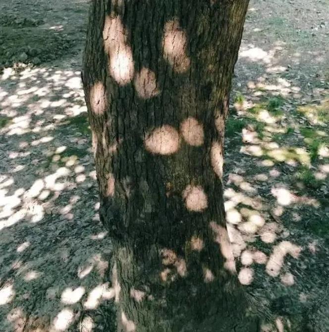 美美美，在阳光灿烂的成电遇见你~