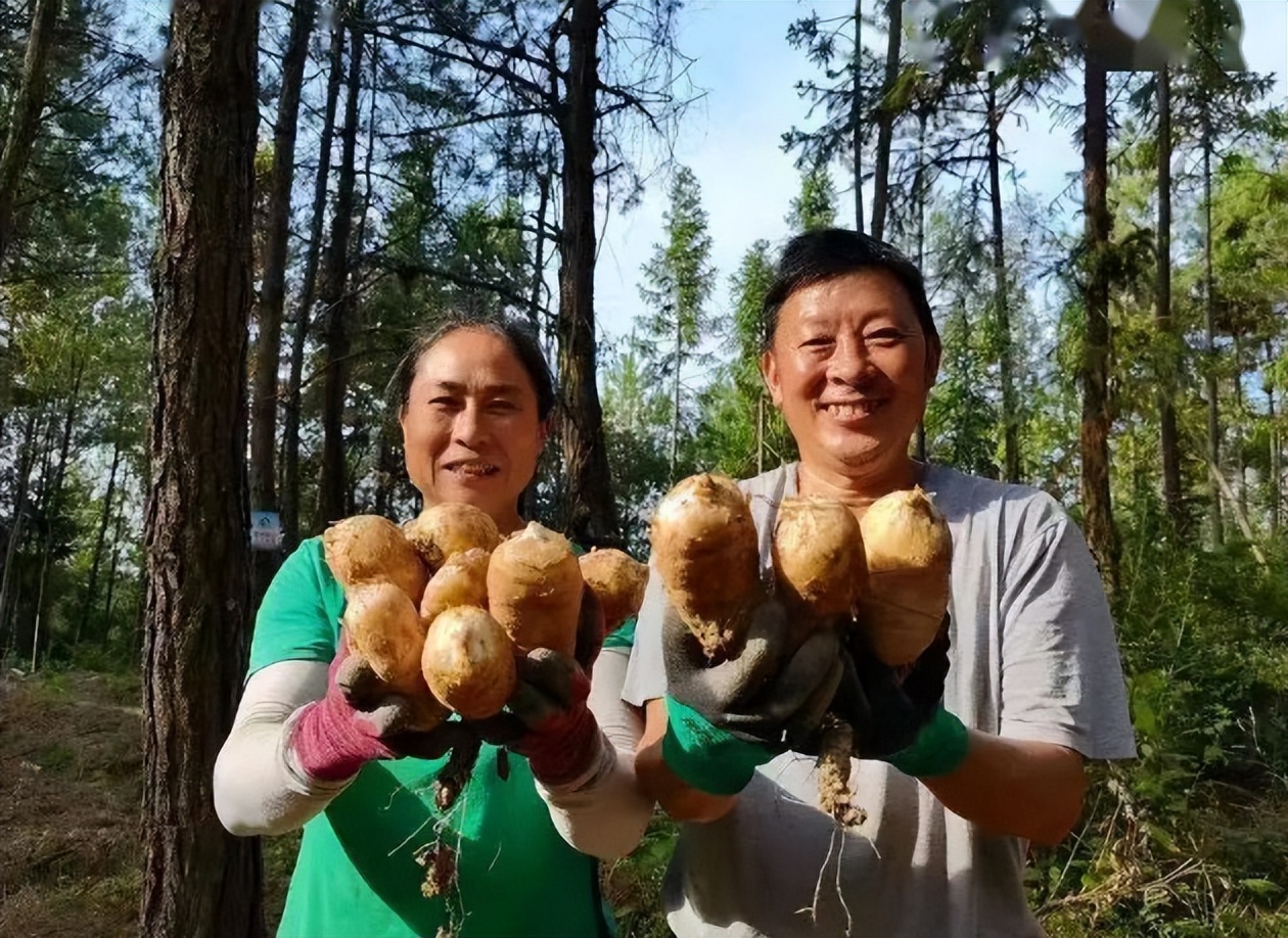 杈惧窞閬撳湴鑽潗澶╅夯,鍥涘窛杈惧窞澶╅夯绉嶆