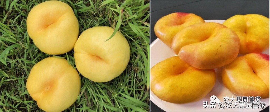 优质果树苗木品种介绍,最好的新品种苹果苗木