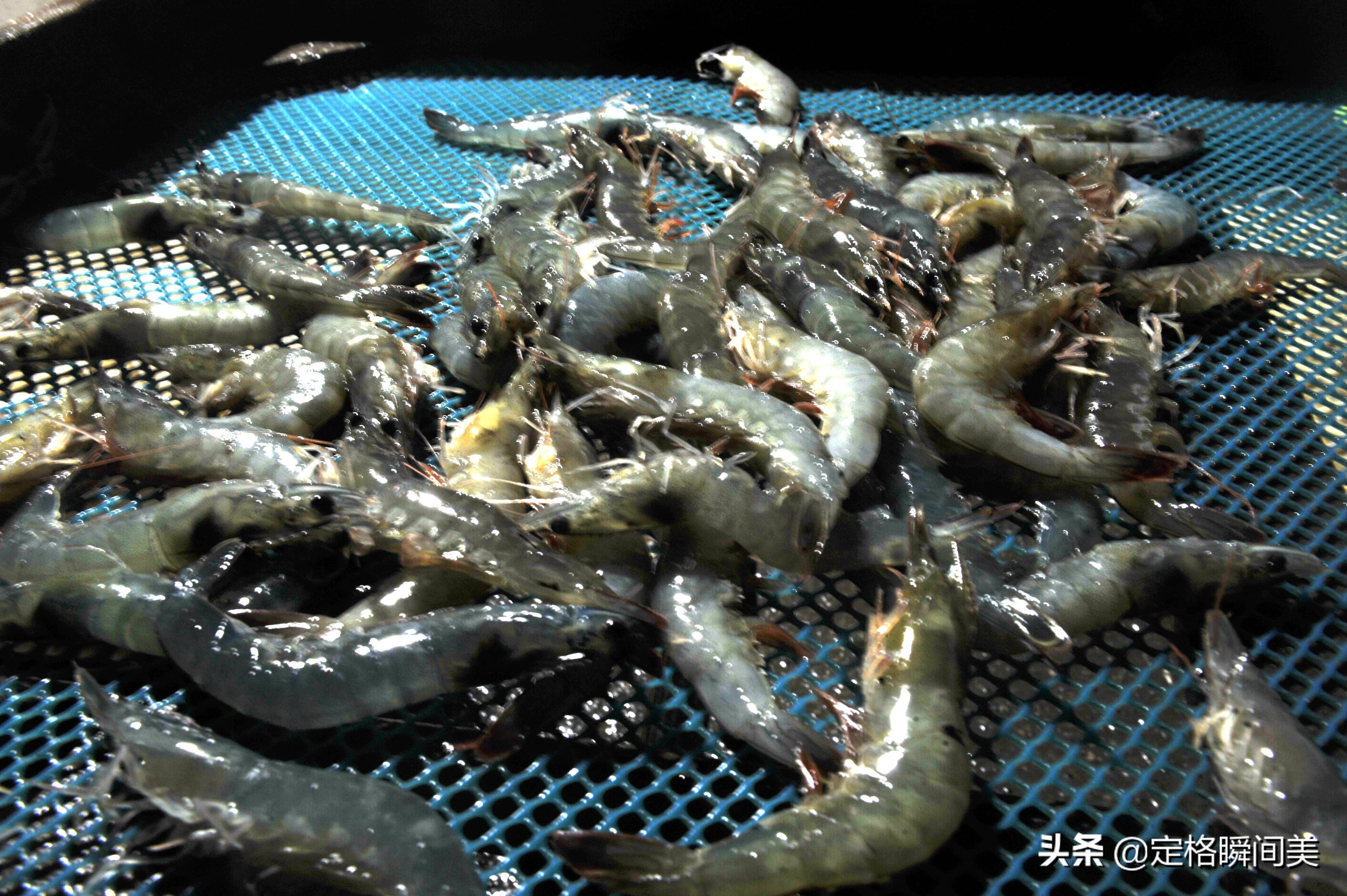 “挣不出饭钱来”，买卖淡季海鲜早市客流量稀少，摊主啃馒头坚持