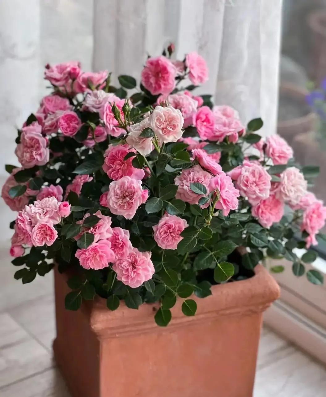 恋人印记,恋人烙印