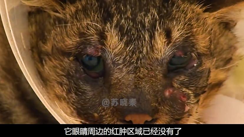 猫咪失明眼球肿大凸出,猫咪失明但眼睛装下了整片星空