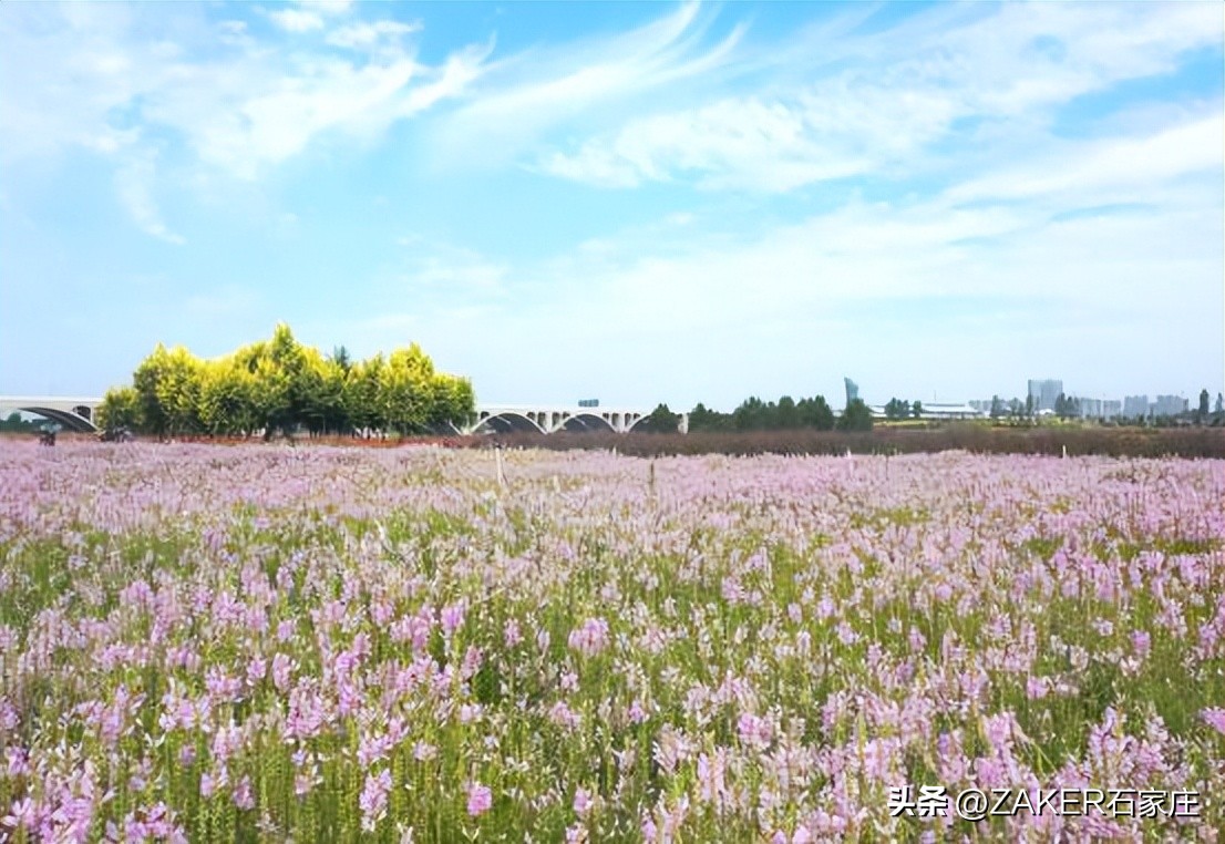石家庄早新闻,早新闻完整内容