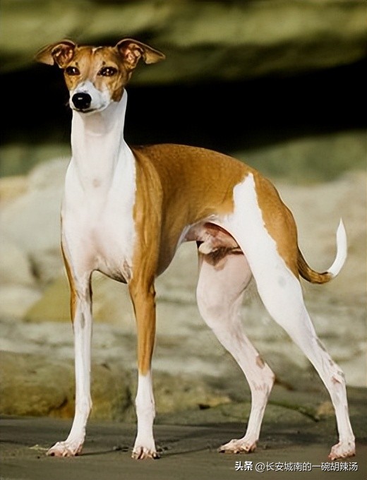 世界名犬大赛全程视频,世界名犬下司犬排名