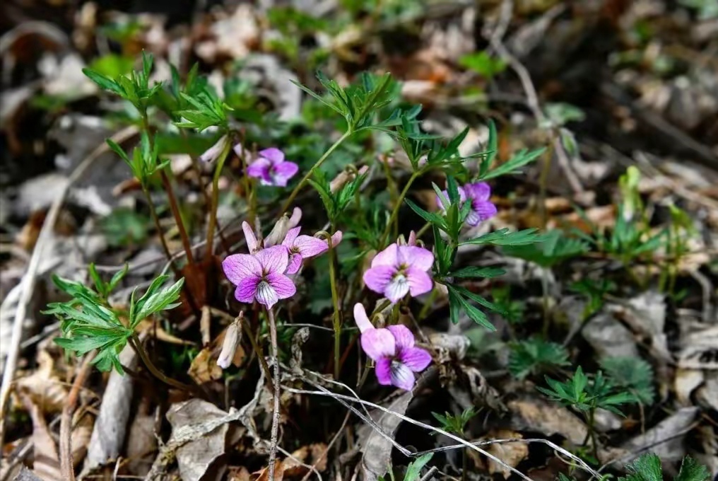 清明期间开的野花有哪些,清明节野花