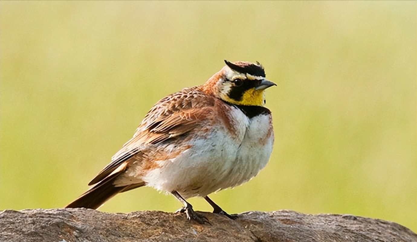 鸟儿大全高清图,高清珍稀鸟动态图片大全