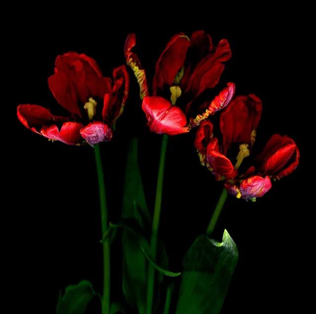 漂亮的郁金香随手一拍都是美景,春天的郁金香花海美得不可方物