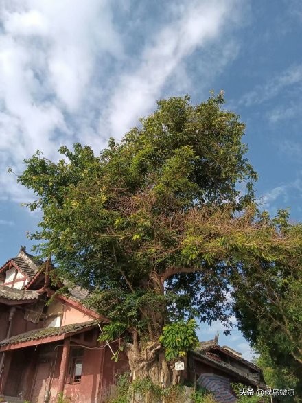 自由行成都,成都黄龙溪古镇自行旅游攻略