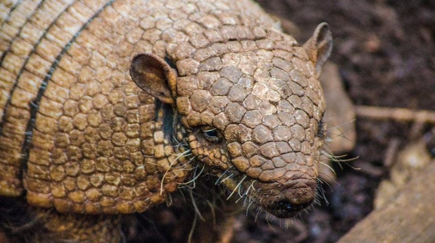 犰狳巴西,犰狳是巴西的国宝吗