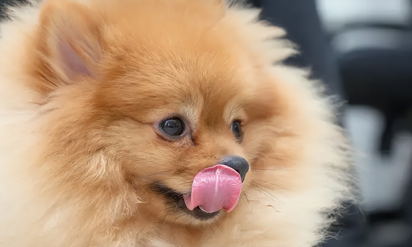 新手养博美要注意什么事项,养博美要注意哪些细节问题