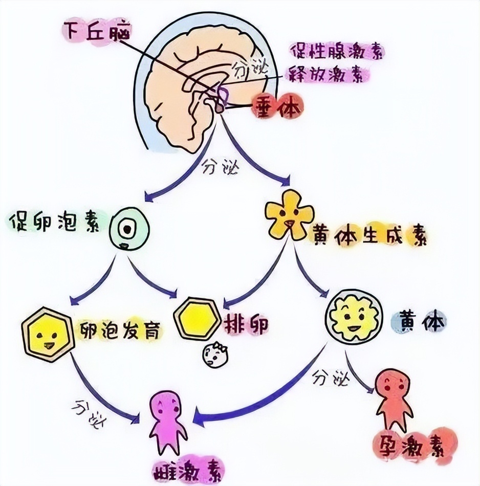 节食减肥大姨妈来了怎么办,减肥减到大姨妈不停怎么办