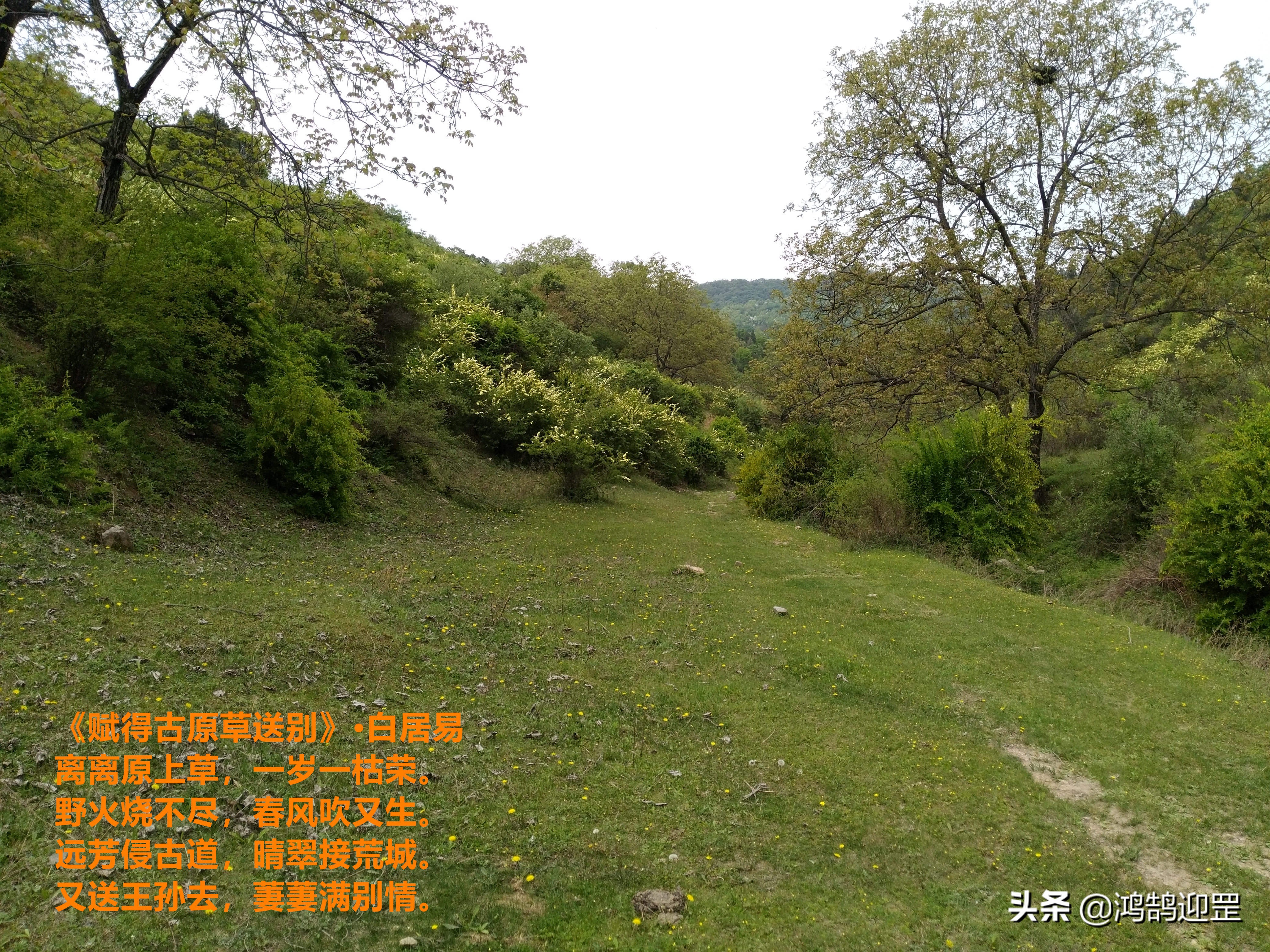 离离原上草白居易什么时候创作,白居易为什么要回符离