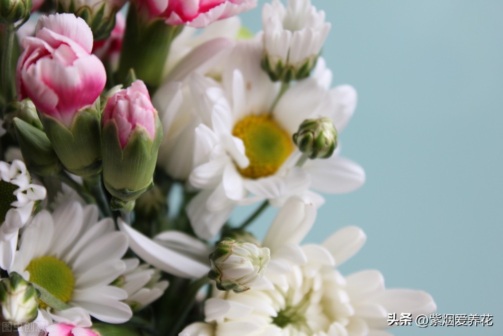 一丛黄菊花图片欣赏,五颜六色姹紫嫣红的鲜花