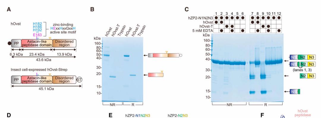 精子的产生是一个很神奇的过程,精子和卵子结合人类完全了解了吗