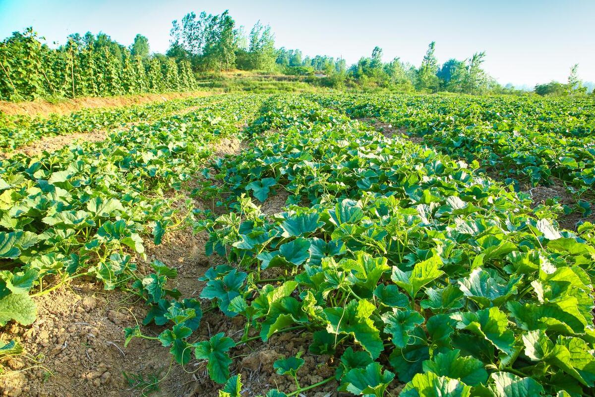 西瓜生理性萎蔫怎么治,西瓜萎蔫分为哪几种类型