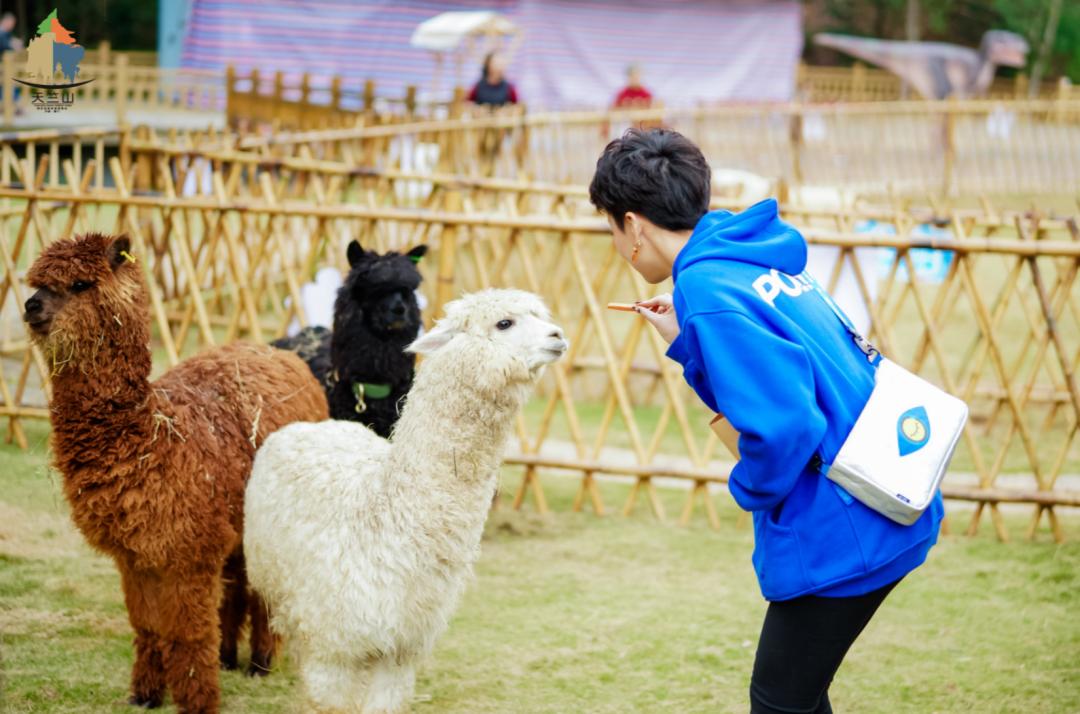 假期余额不足带孩子露营,假期余额不足赶紧郊游