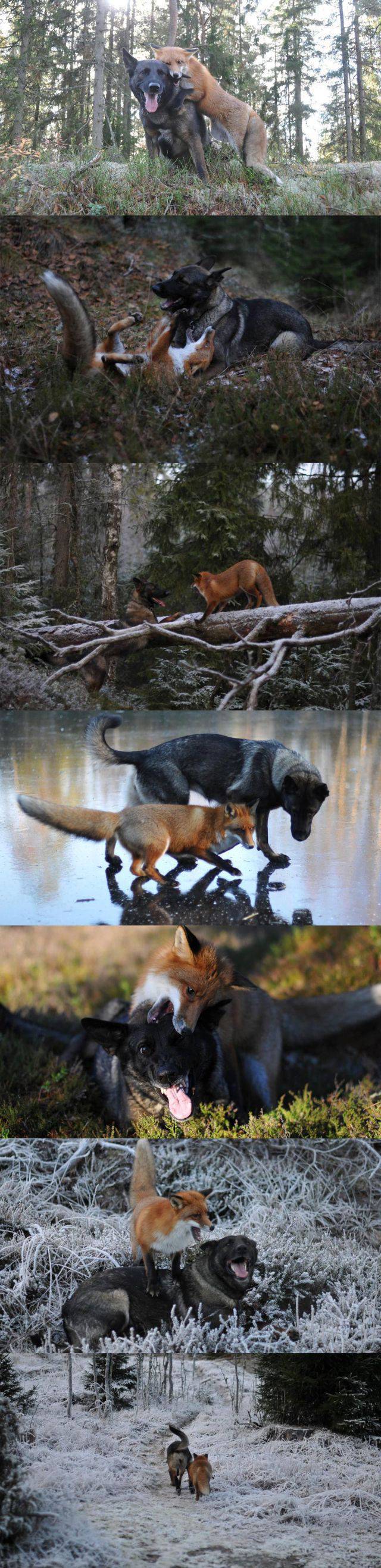 第一个用无人机拍到的鲸鱼,鲸鱼萤火虫