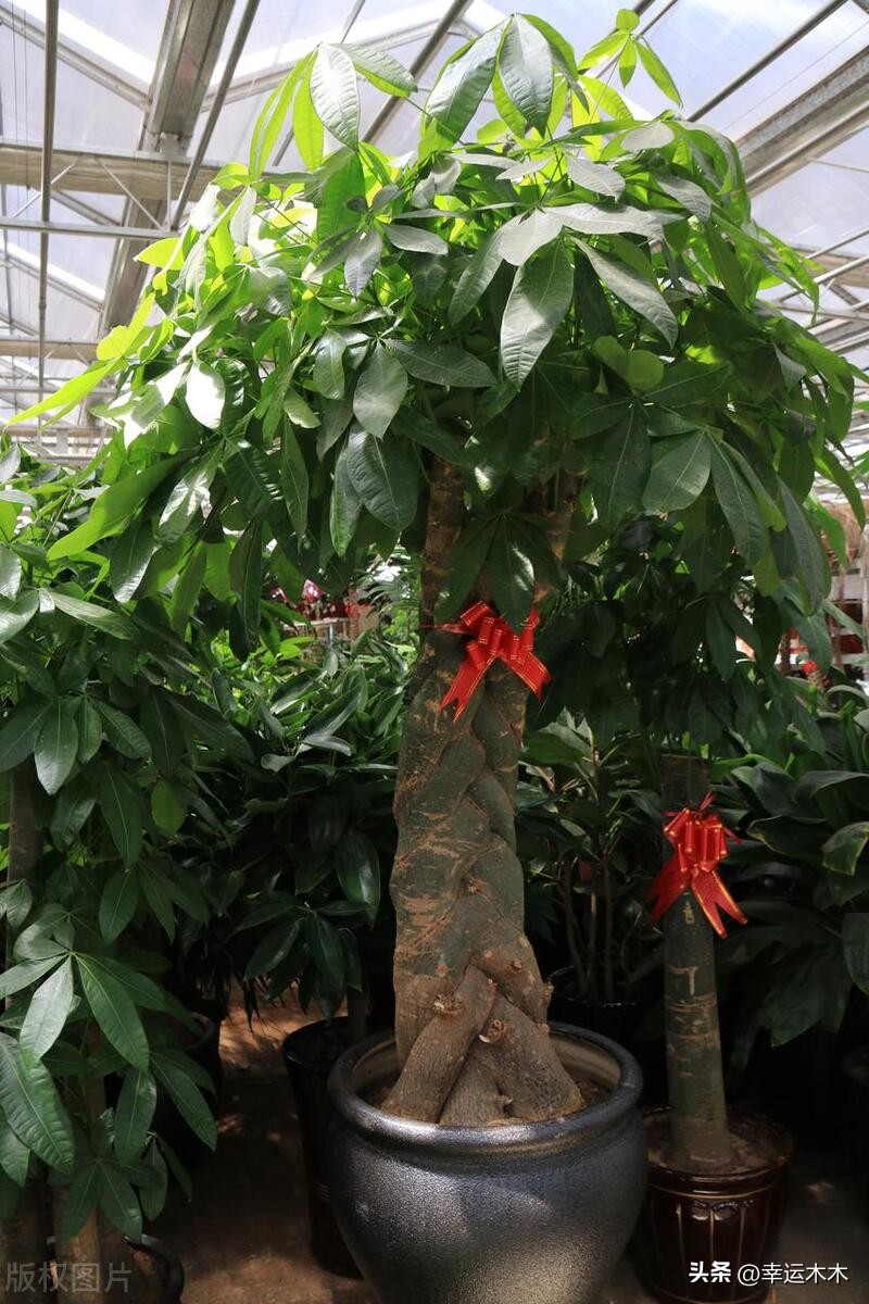 招财旺宅盆栽鸿运当头,绿植鸿运当头最宜摆放在什么位置