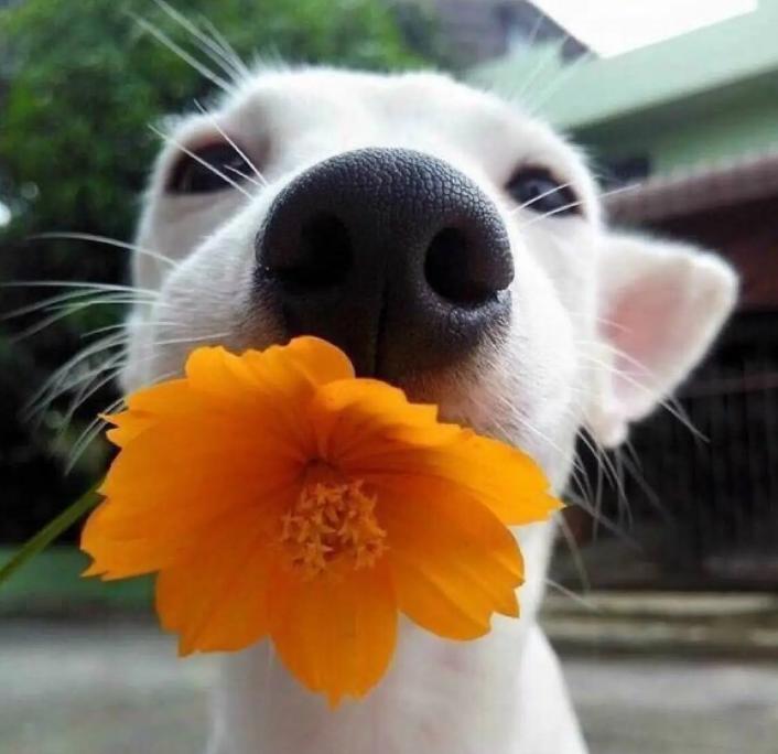 新手养狗的十个禁区,新手养狗十大建议