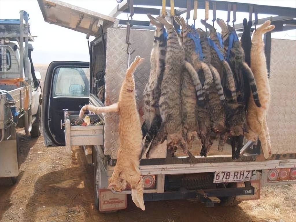 随处可见猫的国家,危害最大的16种入侵物种猫