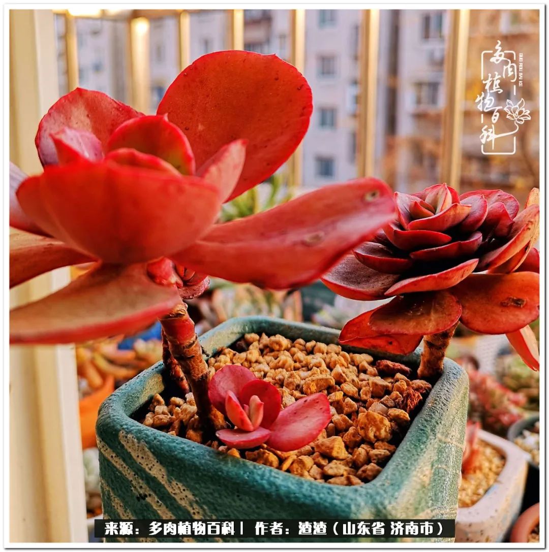 一个并不优秀的90后,何以解忧唯有多肉下一句