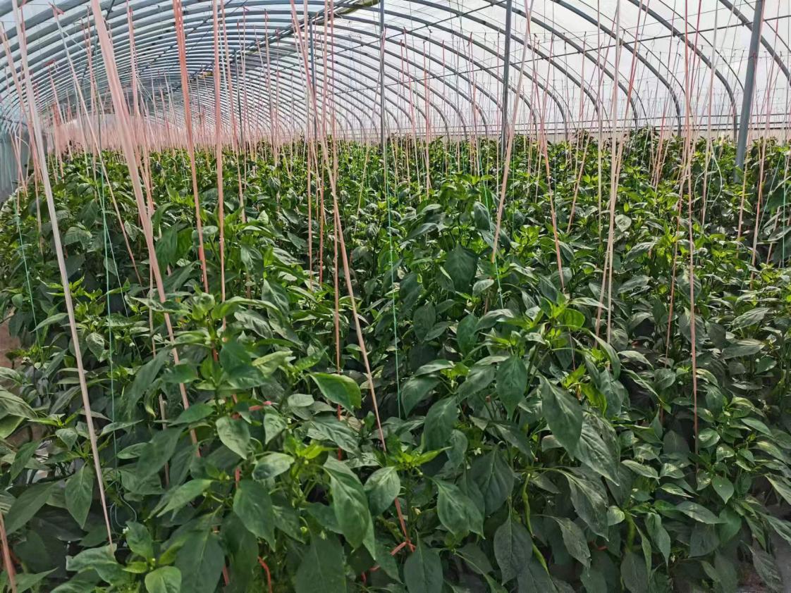 榆林市乡村振兴标杆,榆阳区乡村振兴体验馆