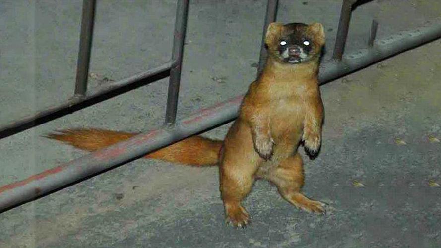 湖北一钓友常被黄鼠狼“打劫”,钓鱼佬被抢劫