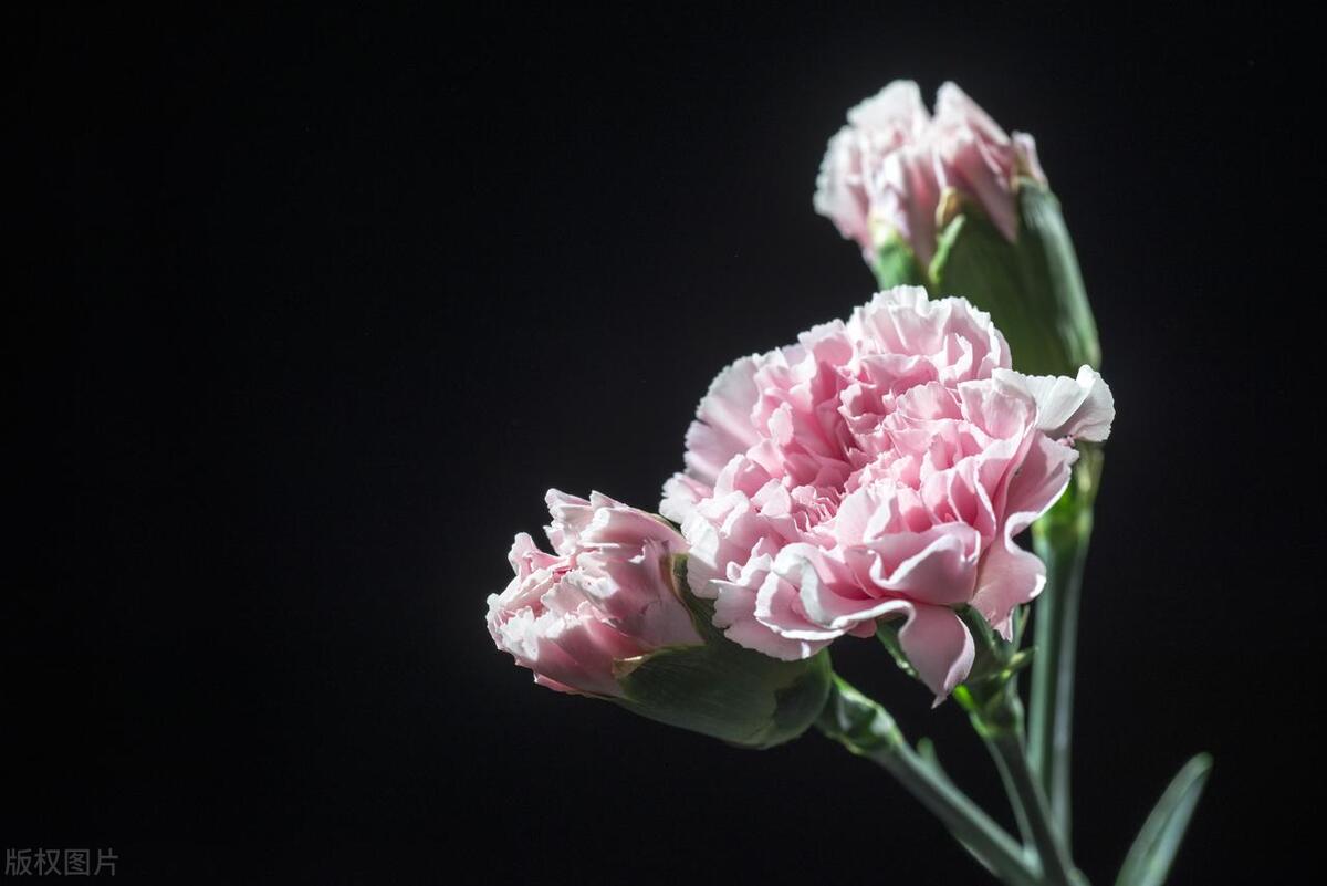 康乃馨在母亲节表示什么意义呢,康乃馨是母亲节送的吗