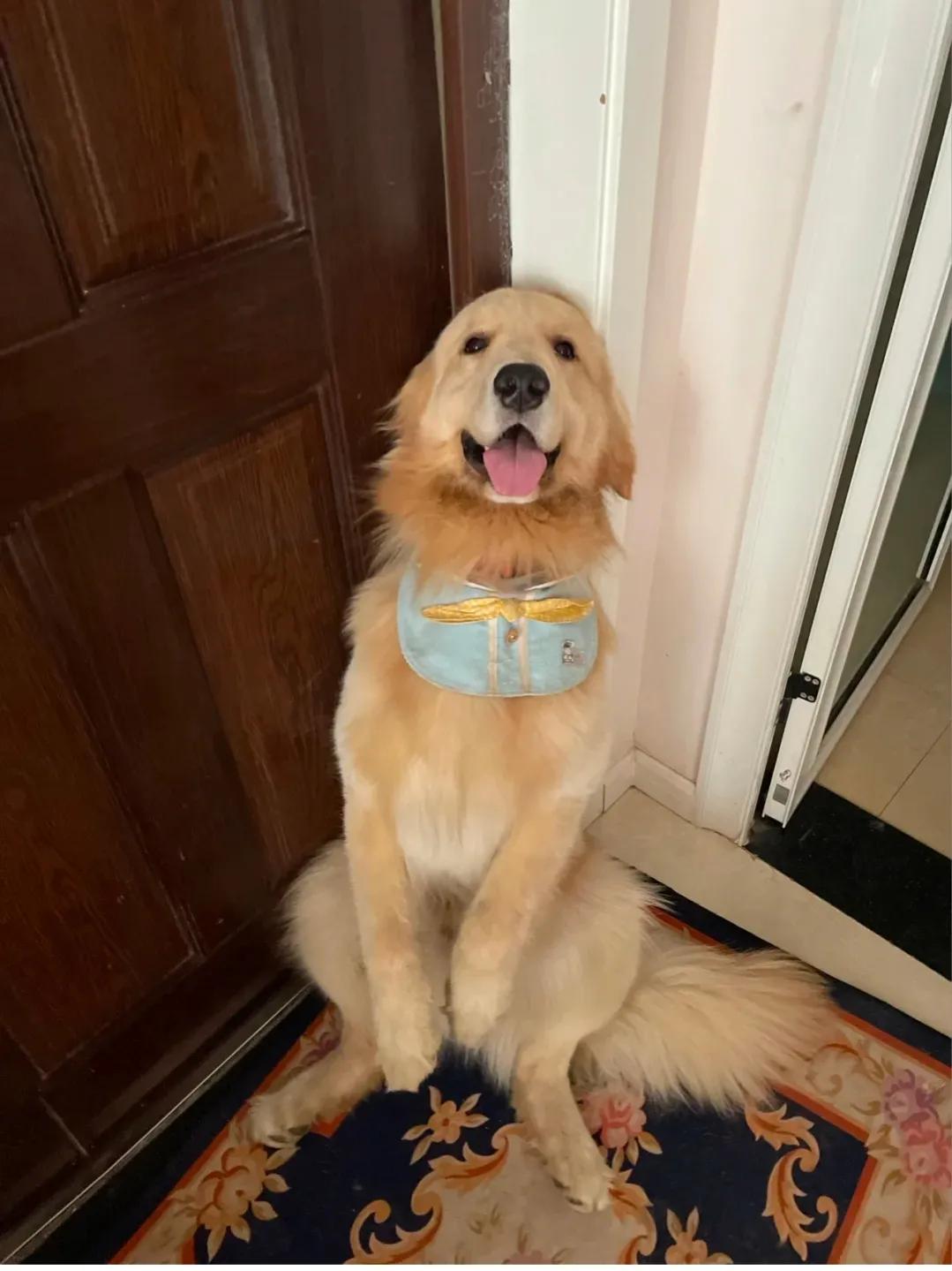 希望养金毛的都能刷到，一年省下大几千