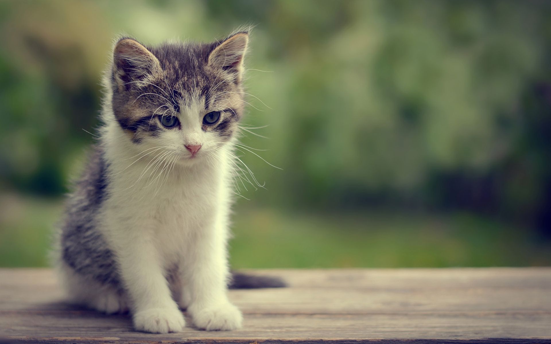 猫咪的12种孤独表现,猫咪感到孤独会有哪些表现