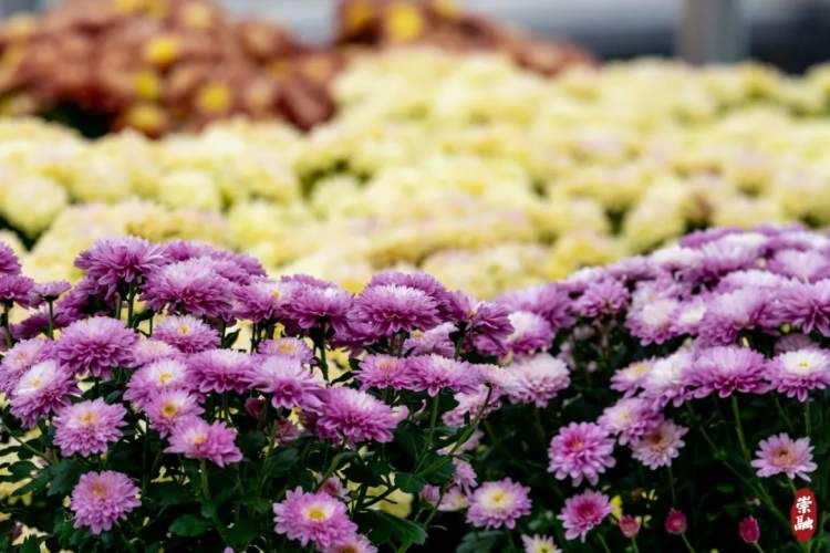 崇明花海,鲜花盛开的岛屿崇明岛