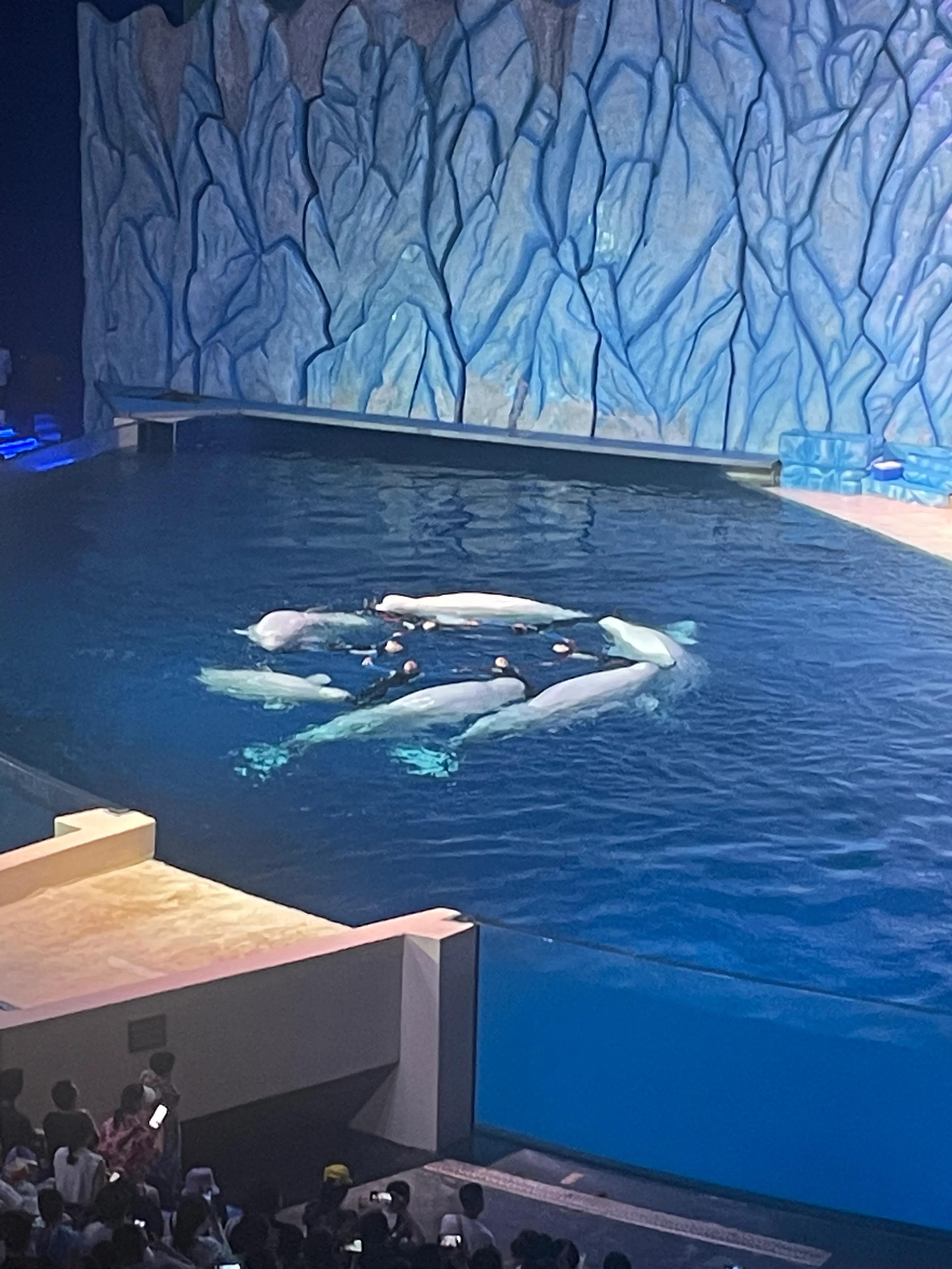 珠海长隆海洋王国一日游,珠海长隆海洋王国身高限制