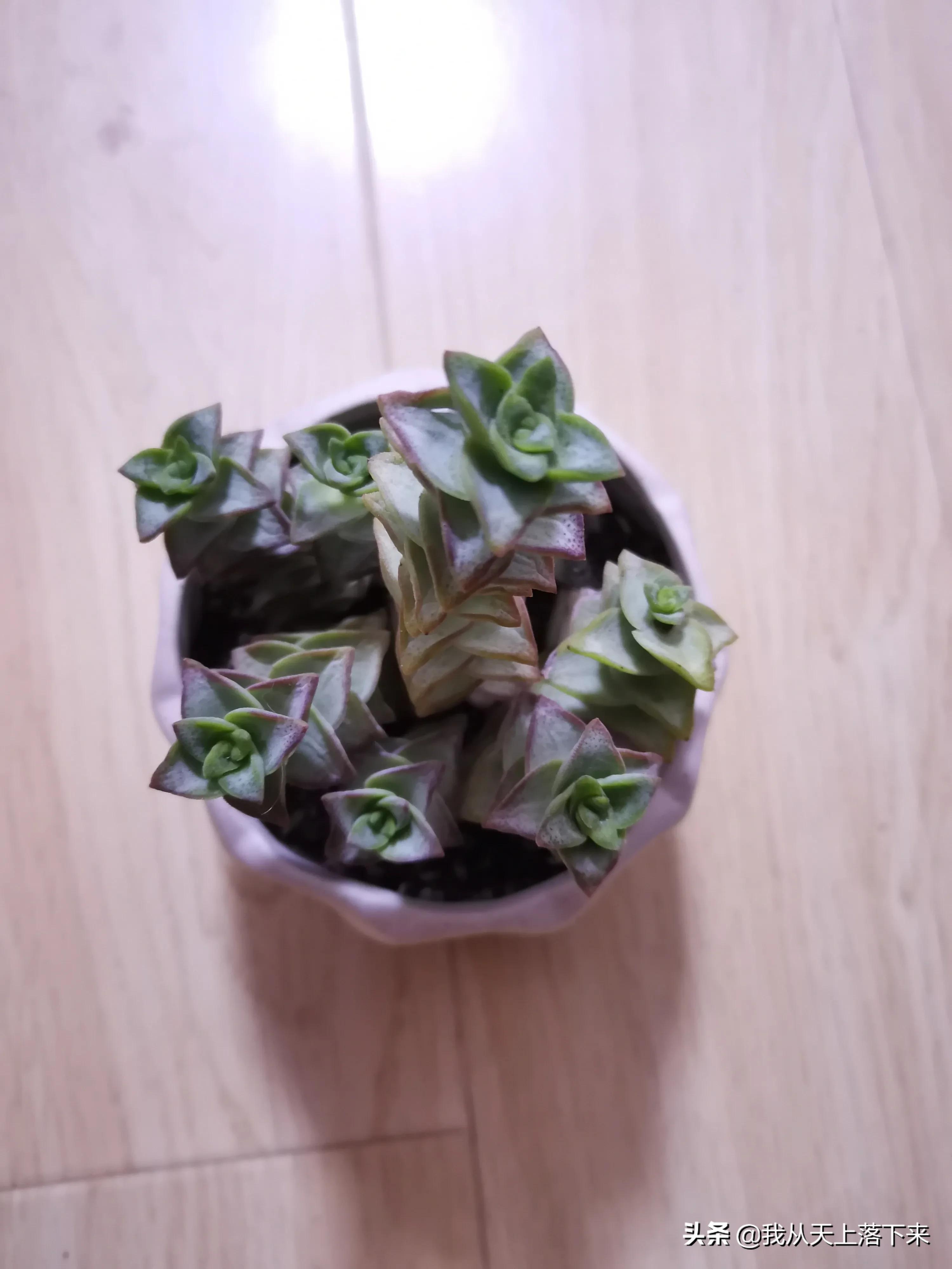 多肉品种及图片大全欣赏,多肉品种辨别图片大全欣赏