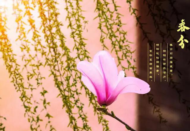 春分忌日习俗什么时候开始的,明天春分有什么注意事项