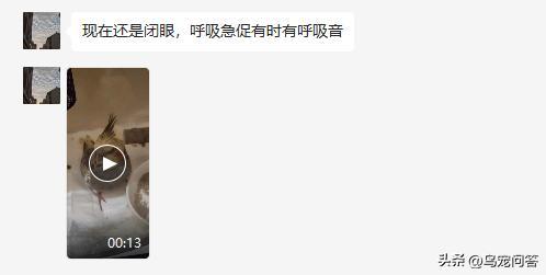 鹦鹉撞出脑震荡什么反应,牡丹鹦鹉脑震荡表现