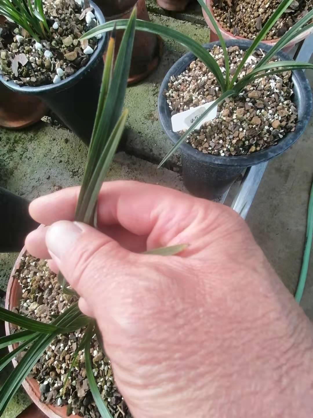 每日一品花卉,每日一品中国兰花春兰