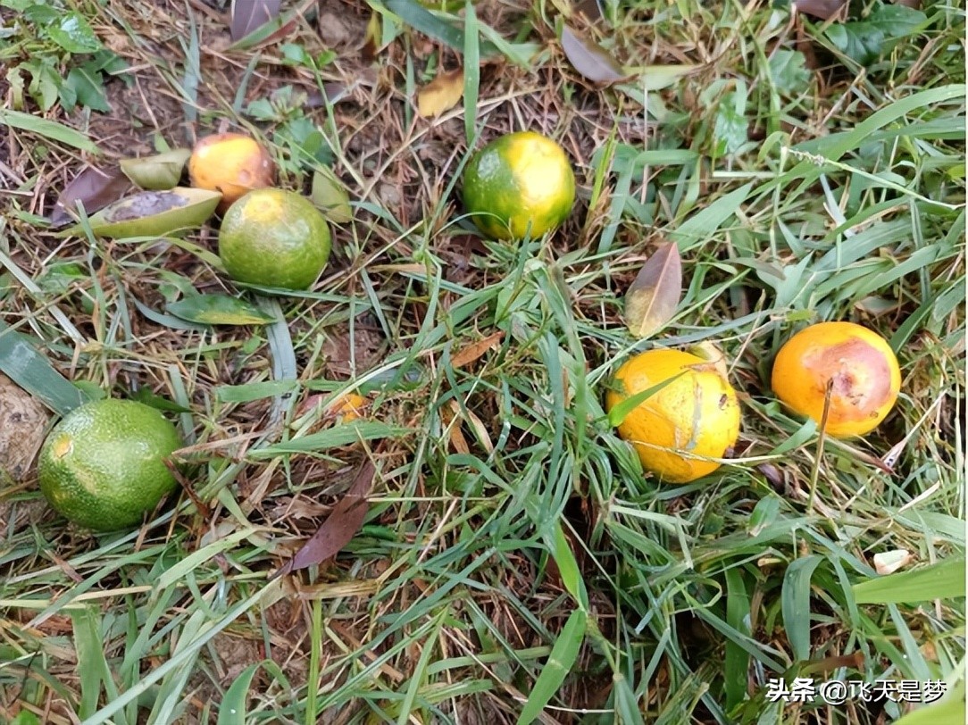 你的柑园布防果蝇未？